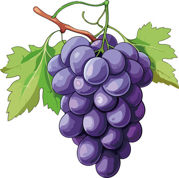 hand drawn cartoon grape illustration

