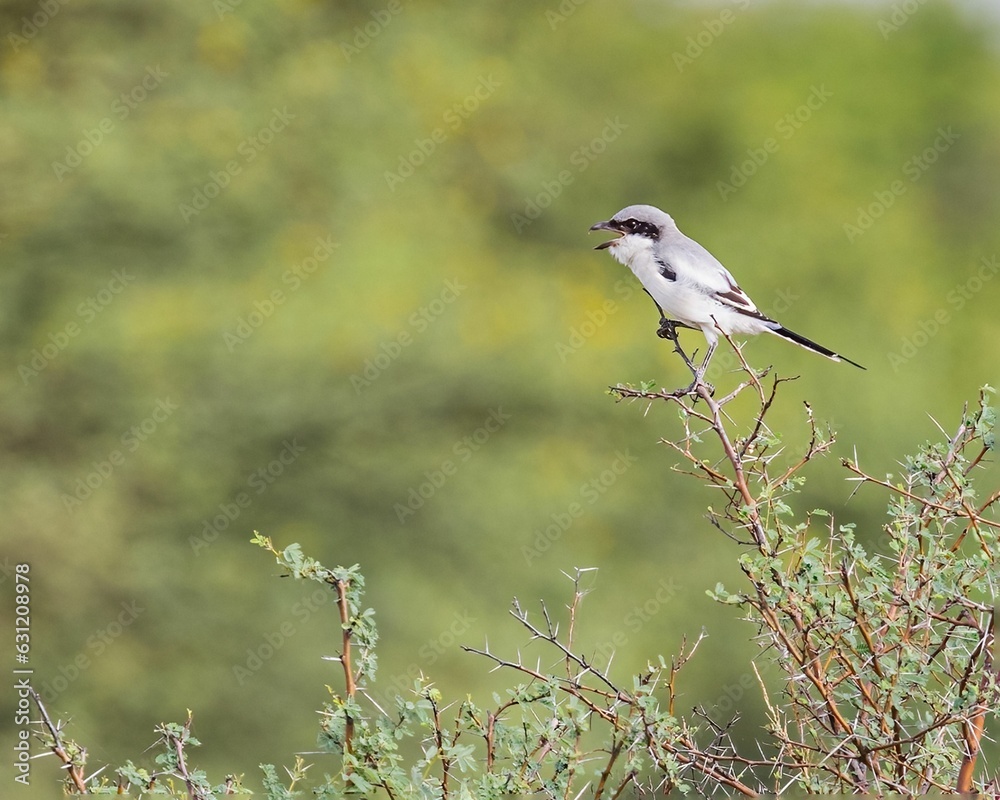 Poster Great Grey Shrike (Lanius excubitor) perched on a lush green tree branch on a bright sunny day