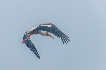 Closeup of Painted stork in flight under the blue sky