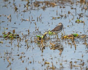 Wood sandpiper in shallow water surrounded by green vegetation. Tringa glareola.