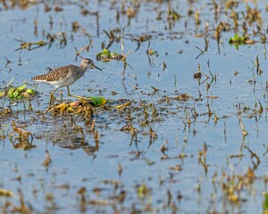 Wood sandpiper walking in shallow water surrounded by green vegetation. Tringa glareola.