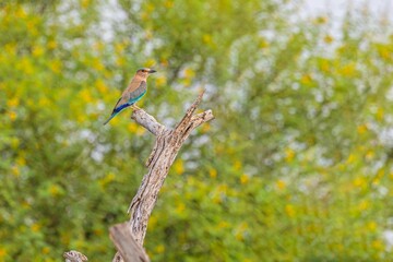 Closeup of an Indian roller perched on a tree in a lush green with a blurry background