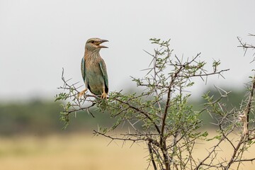 Closeup of a European roller perched on a tree in a lush green with a blurry background