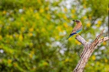 Closeup of an Indian roller perched on a tree in a lush green with a blurry background