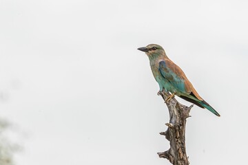 Closeup of a European roller perched on a tree in a lush green with a blurry background