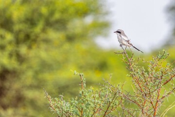 Great Grey Shrike (Lanius excubitor) perched on a lush green tree branch on a bright sunny day