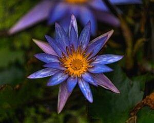 Closeup shot of a blooming vibrant purple lotus flower in a garden