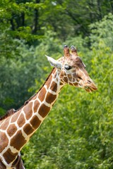 Selective focus shot of a giraffe surrounded by lush trees in a zoo habitat