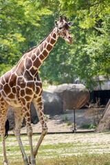 Selective focus shot of a giraffe surrounded by lush trees in a zoo habitat