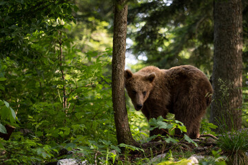 Obraz premium Brown Bear - Ursus arctos large popular mammal from European forests and mountains, Slovenia, Europe.