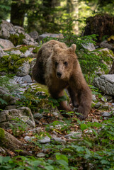 Naklejka premium Brown Bear - Ursus arctos large popular mammal from European forests and mountains, Slovenia, Europe.