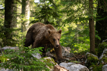Brown Bear - Ursus arctos large popular mammal from European forests and mountains, Slovenia, Europe.