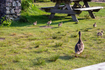 Duck and ducklings