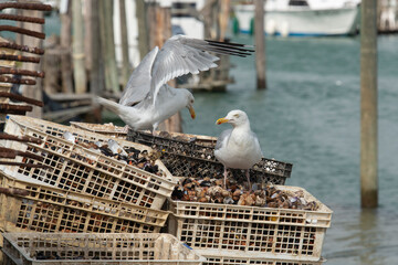 Goéland argenté, Larus argentatus, European Herring, Huitre, coque, palourde, moule, bourriche,...