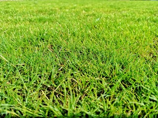 Fototapeta premium Green grasses fields 