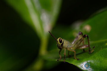Close up of a grasshopper