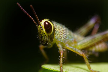 Close up of a grasshopper