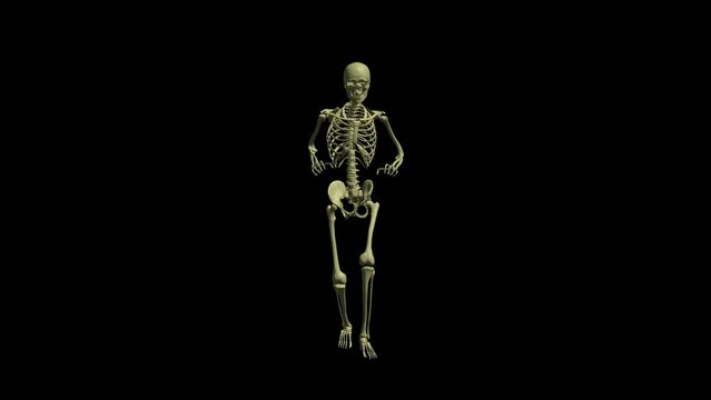 Dancing human skeleton on black background 3d render endless seamless loop computer animation

