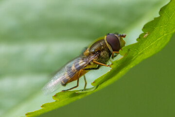one hover fly sits on a green leaf