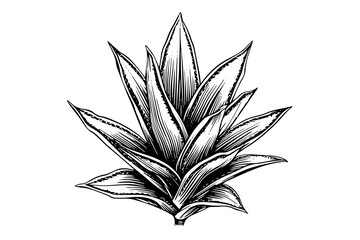 Blue agave ink sketch. Tequila ingredient vector drawing. Engraving illustration of mexican plant.