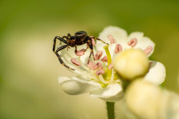 one crab spider hides in a flower and waits for prey