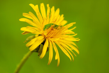 one small green caterpillar crawls through a yellow flower of a dandelion