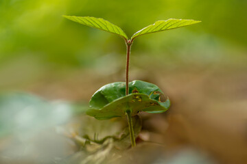 one young sprout of a beech tree grows in the forest