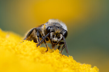 one bee sits on a flower and collects pollen and nectar