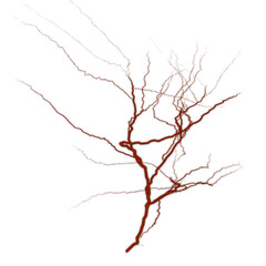 Fototapeta premium Vein isolated on transparent background. Human blood system. Red vessel, arteries design. Anatomical icon.
