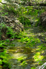 Fototapeta na wymiar waterfall, creek, mossy brook in the forest