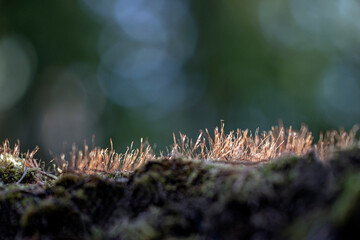 close up of a moss, bergafjärden.medelpad,norrland,sverige,sweden, Mats