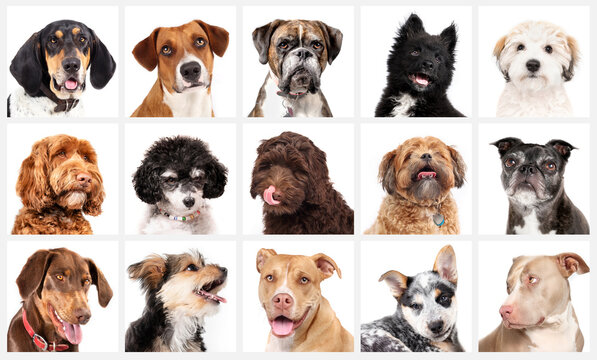 Set of dog head shots looking at camera on white background. Many cute dogs small to large. Coonhound, Labradoodle, Boxer, Pitbull, Havanese, Morkie, Zuchon, Cattle dog, Poodle. Selective focus.