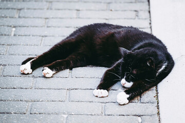 Chat noir avec les pattes et museau blanc couché dans une rue pavée - obrazy, fototapety, plakaty