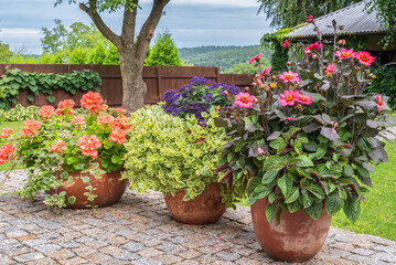 Blooming flowers in flower pots on stone terrace in garden