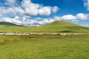 sheep on plateau with cloudy sky