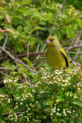 Grünfink (Chloris chloris) männlich