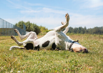 Happy dog rolling in grass while enjoying the sunny day. Extra large dog with legs in the air feeling safe, playful, relaxed or itchy. Male Bluetick Coonhound dog or coon dog. Selective focus.