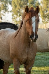 Fototapeta premium Closeup of a brown horse peacefully looking standing in a lush green field
