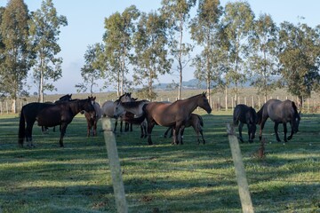 several horses standing in a field next to trees at sunset