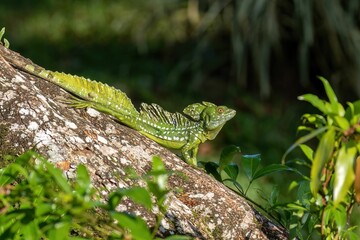 Iguana atop a tree trunk surrounded by lush vegetation