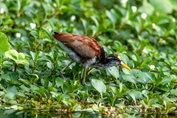 Closeup of an African jacana walking through the lush vegetation near the water