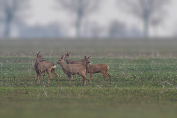 one Roe deer herd (Capreolus capreolus) stands on a harvested field