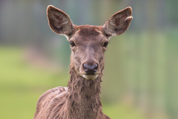 Fototapeta premium one Portrait of a red deer doe (Cervus elaphus) in a meadow