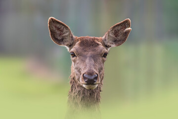 one Portrait of a red deer doe (Cervus elaphus) in a meadow