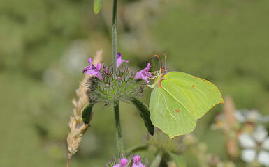 Reaper butterfly (Gonepteryx rhamni) feeding on flowers