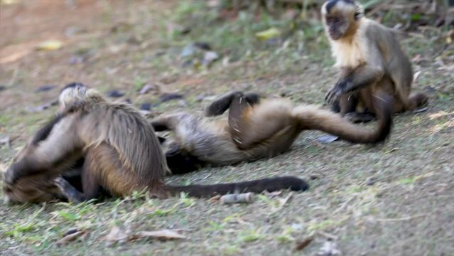 Little capuchin monkeys puppies playing wrestling