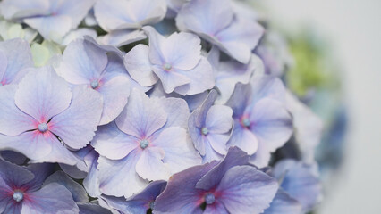 Close-up of delicate petals of light blue hydrangea, selective focus. Beautiful natural banner of...