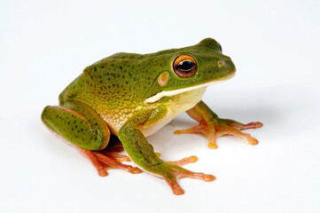 White-lipped tree frog // Neuguinea-Riesenlaubfrosch (Nyctimystes infrafrenatus / Litoria infrafrenata)