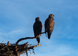 Eaglets on the Nest
