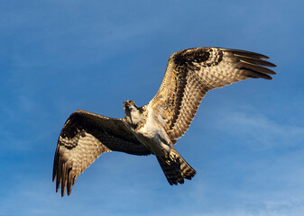 Osprey in Eleven Mile Canyon